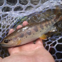 大増水の渓で苦戦